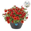 Bild von HP27 o.kl. Calibrachoa Orange
